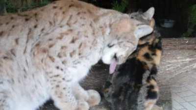 Cat broke into Lynx's cage and now they are best buds.