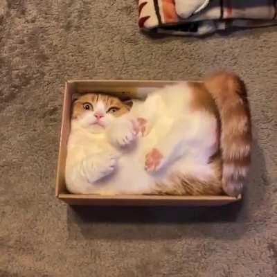 If it fits, I…