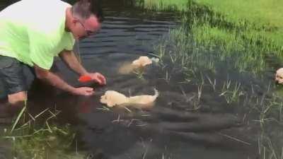 Puppers taking swims