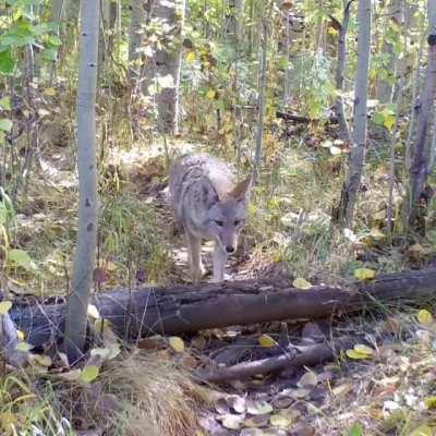 🔥 Coyote and Badgers like going hunting together.