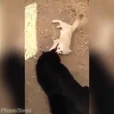 A fennec fox is reunited with his best friend