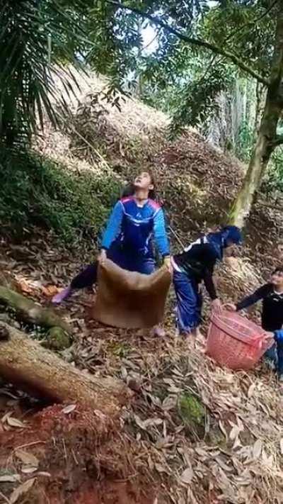 Catching Durian. A fruit covered with spikes