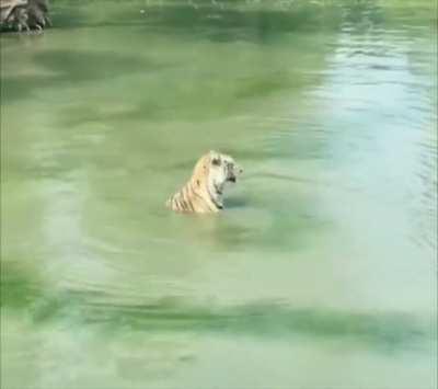 ð¥ Tiger and duck appear to be engaged in a game of hide-and-seek.