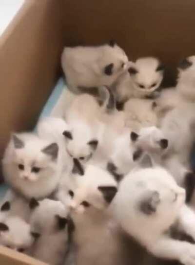 Kitten box