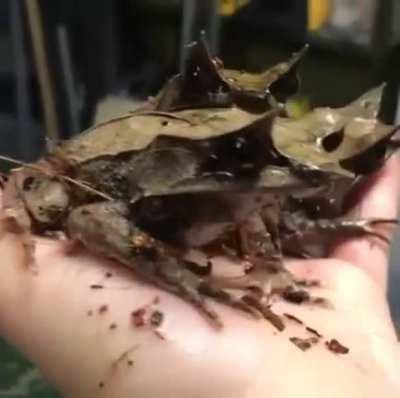 The Malayan leaf frog, evolved to hide perfectly on rainforest floors, amongst the leaf litter.