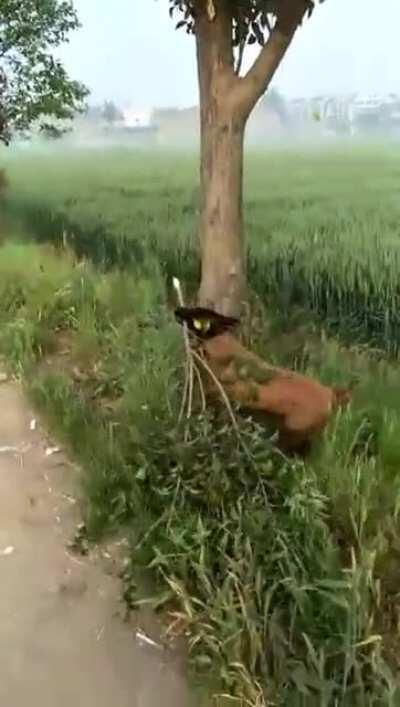 Tree Climber