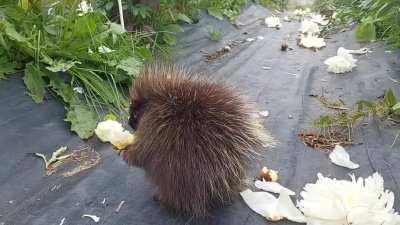 Baby Porcupine Eating a Peony on my Peony Farm in Alaska[OC]