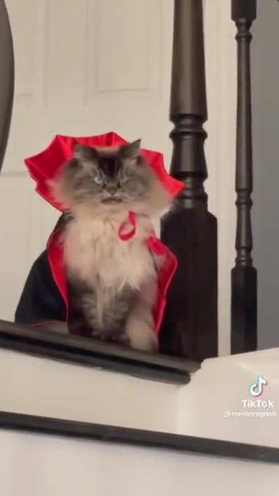 Count Catula