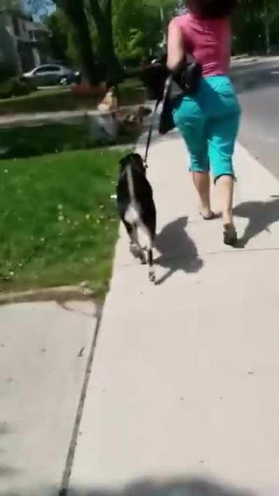 Lady denies to clean her dog's poop