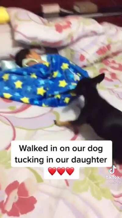 Pet dog putting the blanket on his master's infant