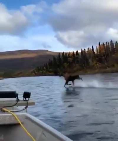 Moose running across the river