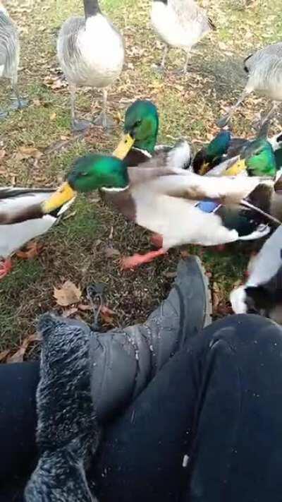 Wild ducks go nuts over pellets