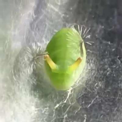 Sunbeam butterfly larvae shooting tentacles..