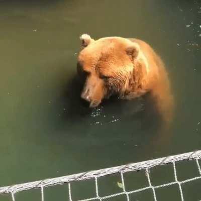 Bear blows bubbles