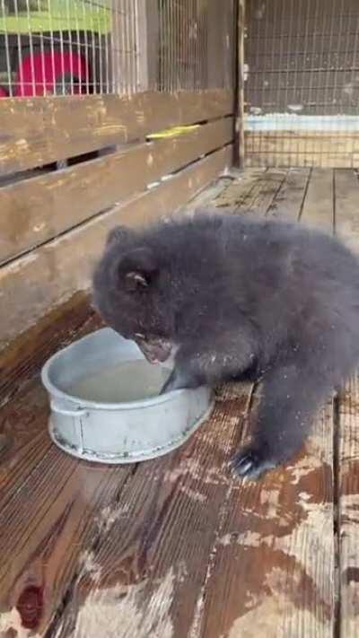 Baby bear