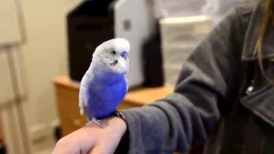 R2D2 bird version