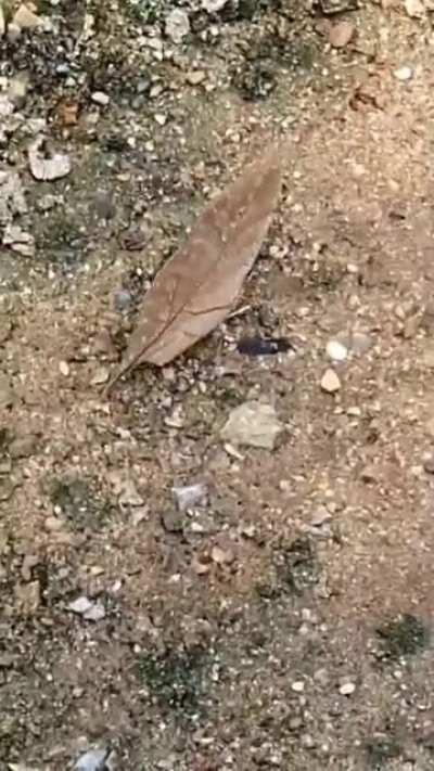 🔥 Butterfly disguised as a leaf.