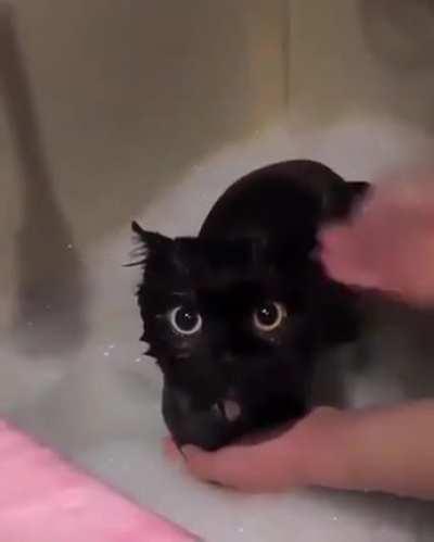 Baby Toothless from “How to train your dragon”