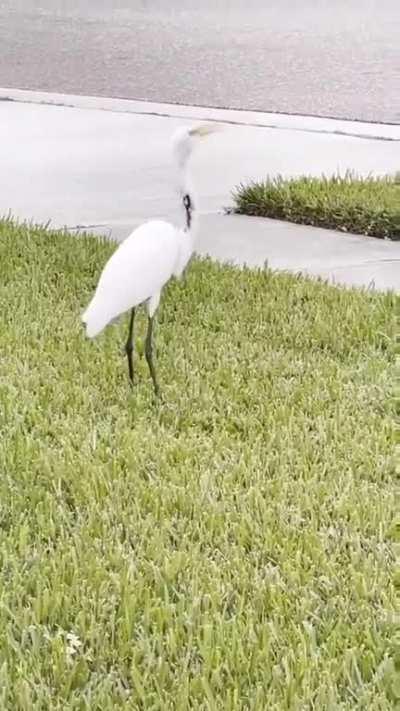 A white heron eating forever