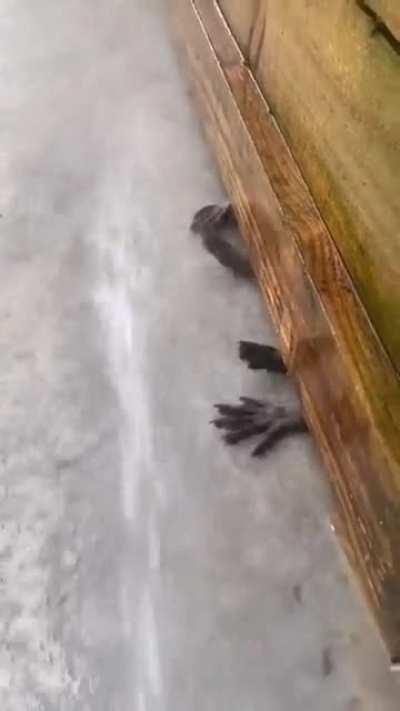 Raccoons playing with water being sprayed near fence (reposted to comply with sub rules)