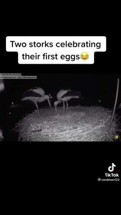 Two storks celebrating first egg