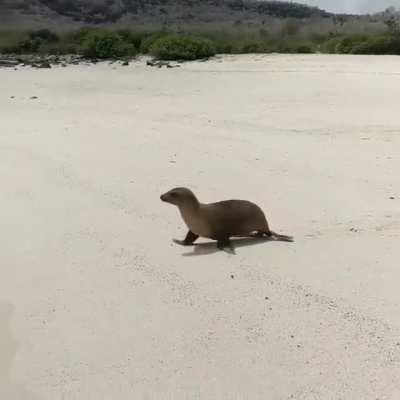 to dive in the water