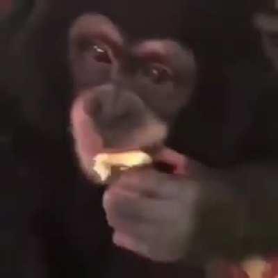 H*MANS FORCE INNOCENT MONKE TO TAKE DRUGS!! THIS IS AN OUTRAGE AHH AHH AHHH