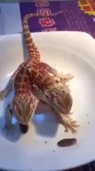 A two-headed lizard with both heads fully functional