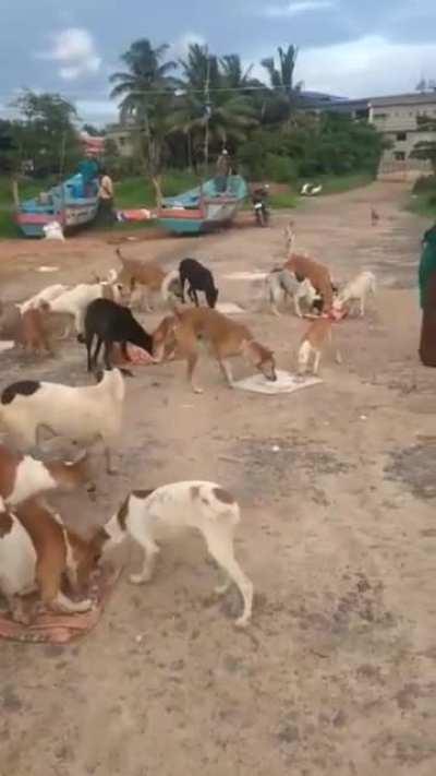 A woman feeding numerous dogs