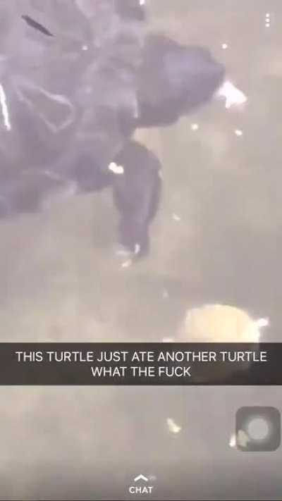 Turtle cannibalism