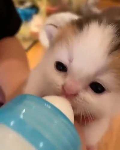 hungry little kitten baby