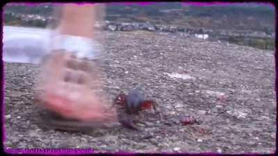 Flat sandals crawfish 