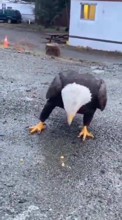 Coming face to face with a bald eagle. Bald eagles can grow up to 3 feet in height and have a wingspan of close to 7 feet.