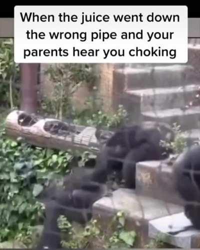 Monke good parent