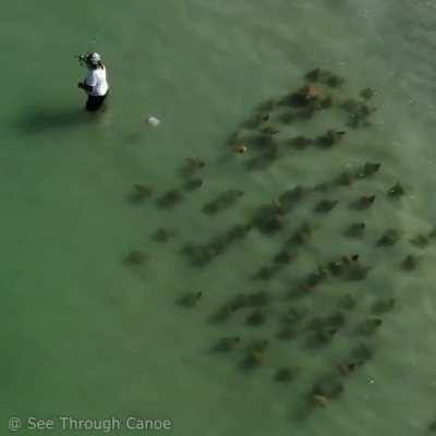 Fisherman never notices the fever of rays passing behind him