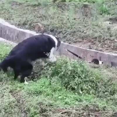 Border Collies, often cited as the most intelligent of all domestic dogs.