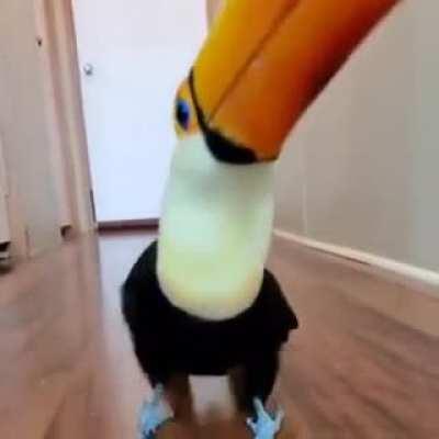 Happy birb dancing