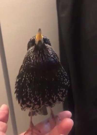 European starlings are so good at mimicry, they can even do human speech.