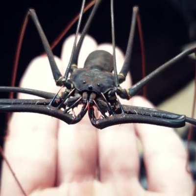 Amblypygi, also known as whip spiders and tailless whip scorpions.