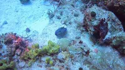 Peacock Flounder camouflages itself to look like sand