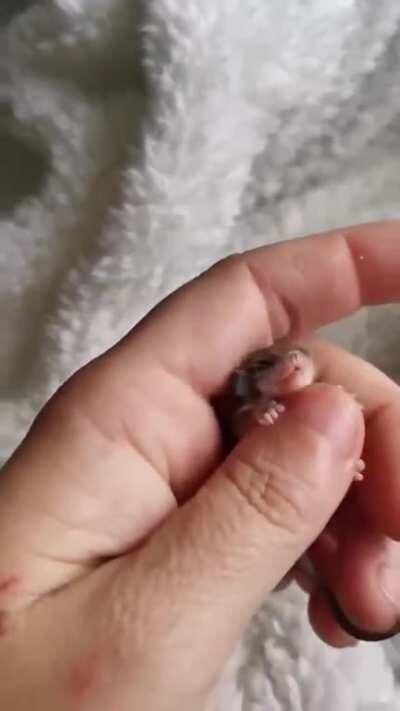 Baby Opossum