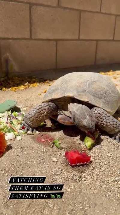 The happiest turtles of all time, because they belong to Jenna. 🐢 🐢