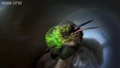 Snoring hummingbird