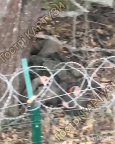 NSFW: Ukrainian drone dropped a grenade on Russian soldiers sitting under a tree. Kharkiv region - October 2024