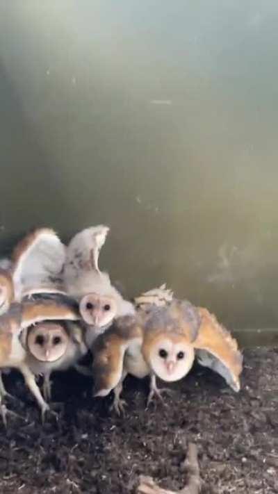 Group of baby owls