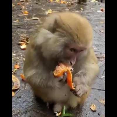 🔥 Monkey peel Tangerine and squeeze out the seeds from his mouth.