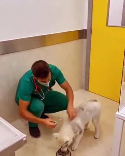 What an awesome veterinarian