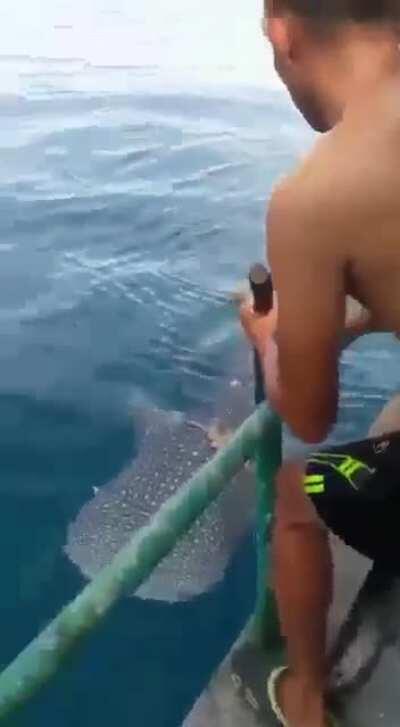 How this whale shark approach the fisherman for help