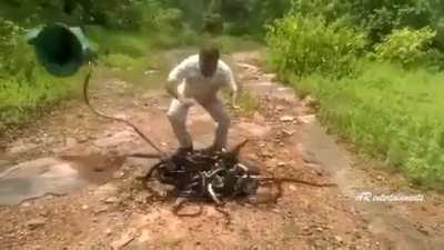 The release of a bag of snakes into the wild