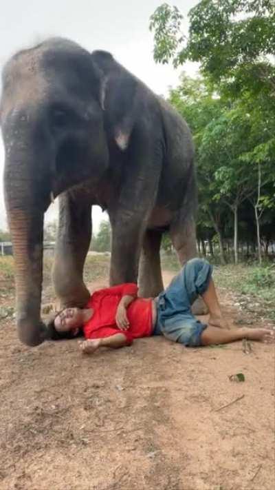 Ever see an elephant rushing over to his owner because it was worried sick the owner might be hurt? Well now you have!